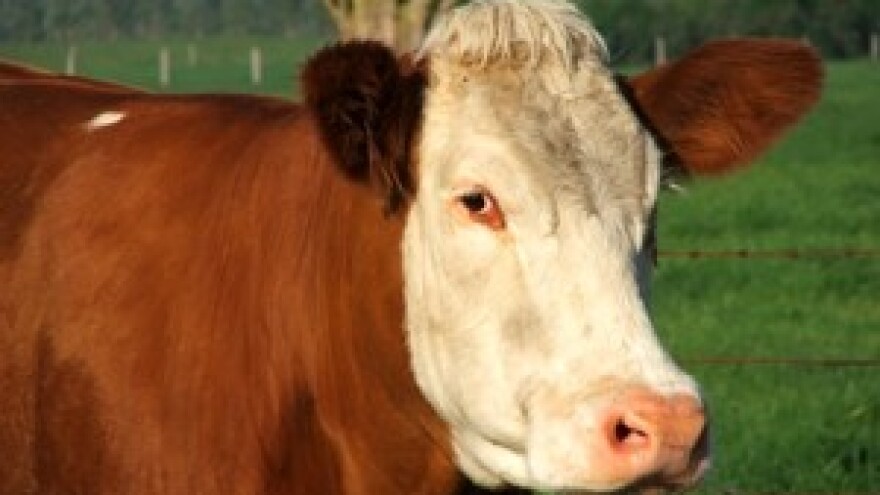 Započinje primjena sustava mliječnih kvota u Republici Hrvatskoj