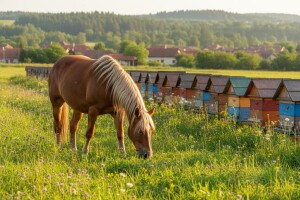 HPK ima rješenje za pčelare i uzgajivače konja