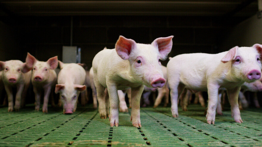U Kini raste broj svinja, ali ne i cijena - u Poljskoj 30 posto manje svinjogojaca