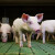U Kini raste broj svinja, ali ne i cena - u Poljskoj 30 odsto manje svinjara