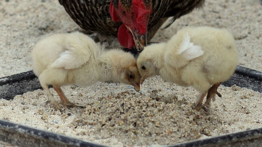 Za stočnu hranu koriste insekte kao izvor belančevina