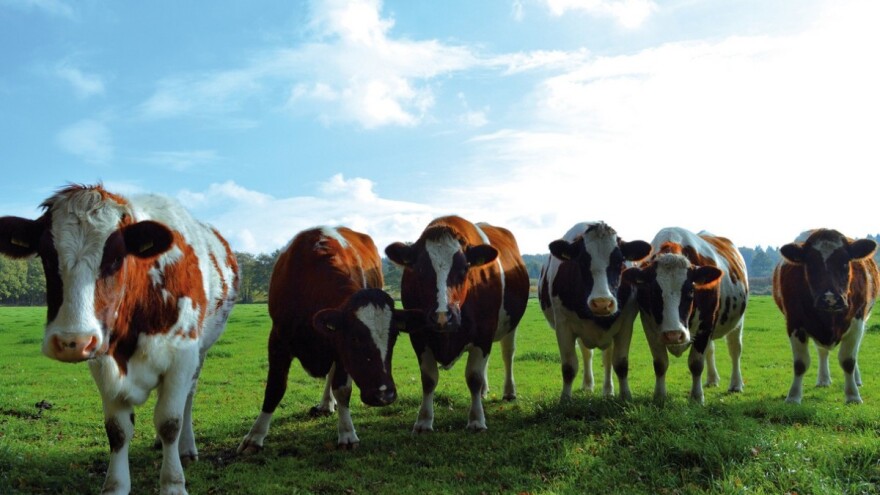 Previše zemljišta za stočarstvo ili histerija oko konzumacije mesa?