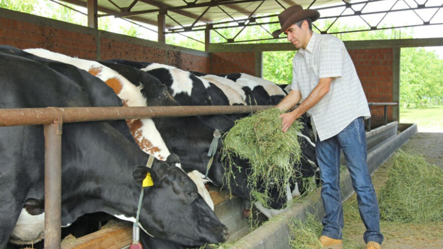Hoće li biti dovoljno hrane za stoku preko zime?