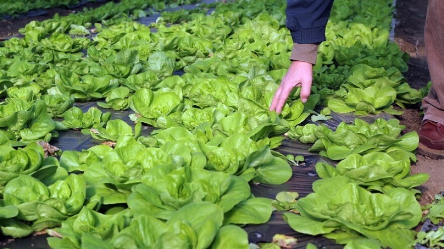 Sita manjina i gladna većina
