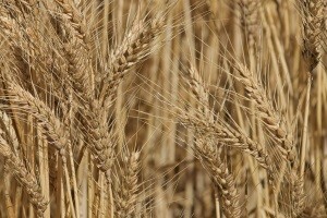 Jakovina potpisuje ugovore o sufinanciranju referentnih laboratorija za hranu