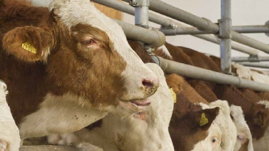 Kako ublažiti toplinski stres domaćih životinja?