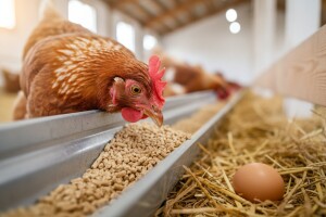 Hranidba peradi do vrhunca nesivosti