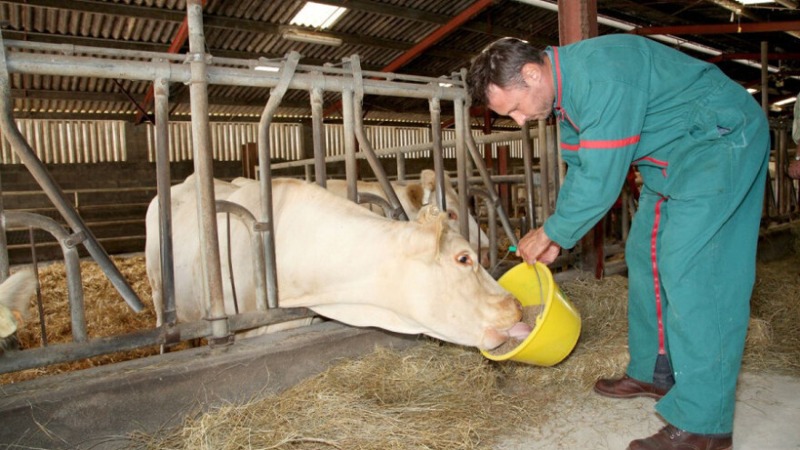 Povratak hranidbi kao ključnom segmentu očuvanja zdravlja i otpornosti životinja