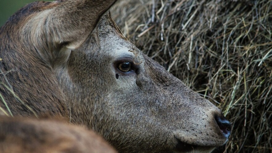 Za unaprjeđenje lovstva dodjeljeno 74.000 KM