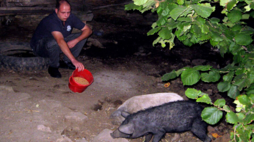 Umesto žitaricama mangulice hrani povrćem