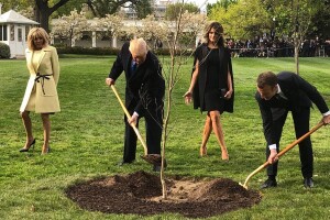 Nestao hrast kitnjak kojeg je Macron poklonio Trumpu