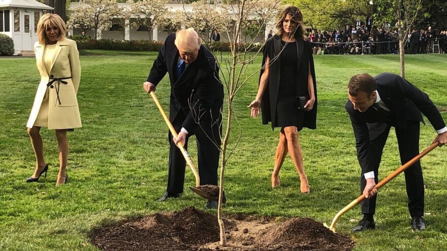 Nestao hrast kitnjak kojeg je Macron poklonio Trumpu