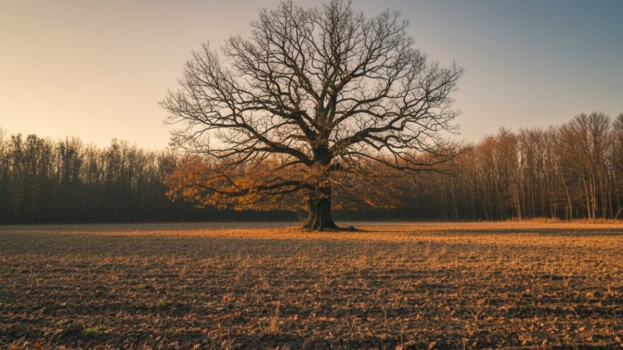 Hrast lužnjak u velikim problemima