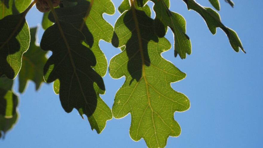 Bor je odradio svoje, priliku treba dati meduncu