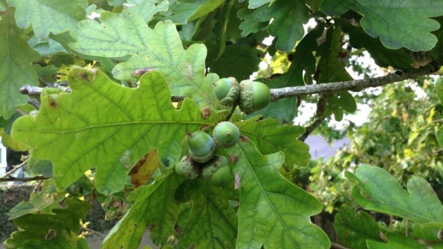 Povoljni uvjeti za razvoj hrastove pepelnice!