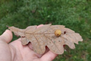 Hrastova osa šiškarica kao dokaz da nisu svi štetnici štetni