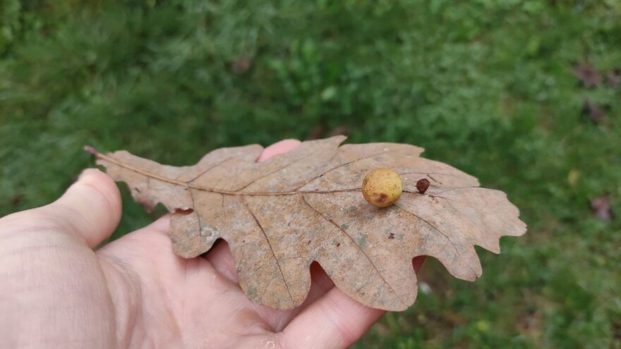 Hrastova osa šiškarica kao dokaz da nisu svi štetnici štetni