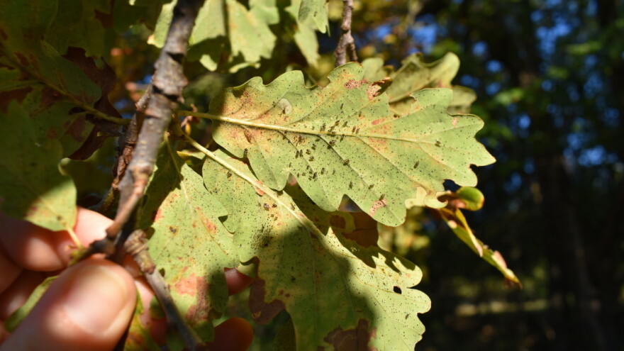 Najezda hrastovih stjenica - mogu se udomaćiti i na drugim vrstama drveća