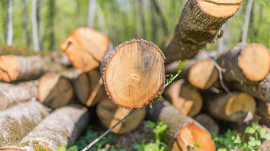 Staje se na kraj švercu hrastovim drvetom?