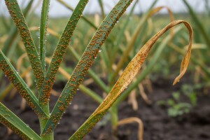 Hrđa je ove godine poharala i češnjak!