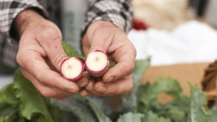 Uzgoj hrena rješenje nakon poplava?