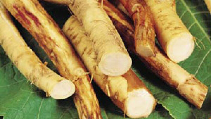 Uzgoj hrena isplativiji od pšenice