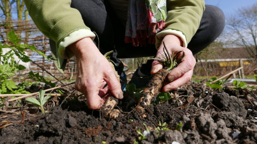 Uzgoj hrena - savjeti i preporuke
