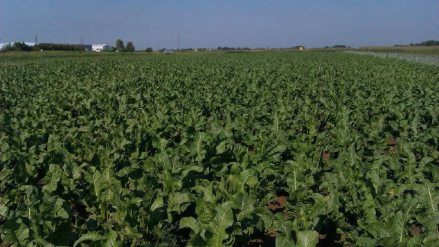 Organizirano proizvode ludbreški hren