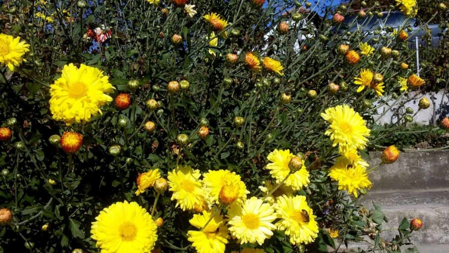 Krizanteme, muškatle  i kamelije traže pomoć preko zime