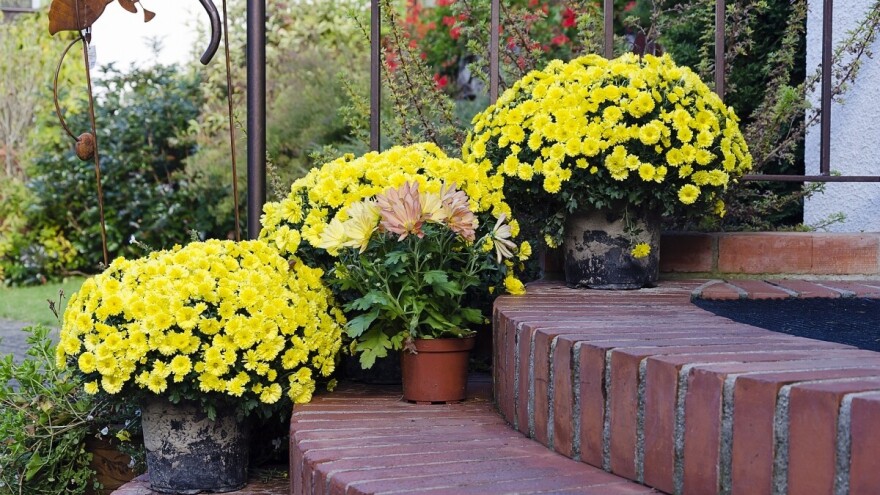 Velika potražnja za rasavskim hrizantemama, sve uzgojeno već je rezervisano!