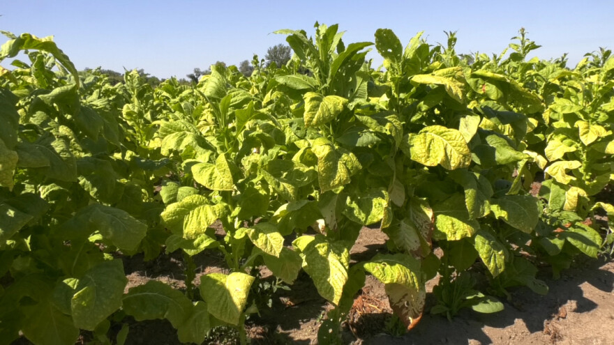 Siguran plasman glavni motiv poljoprivrednika u uzgoju duvana