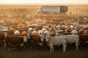 Hrvatska izvozi 2.300 bikova u Egipat