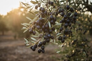 Hrvatska je prošle godine ostvarila najveći prinos maslina u zadnjih 5 sezona