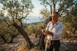 Hrvatska kaska i u maslinarstvu