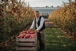 Hrvatska lani izvezla 20 tisuća tona jabuka