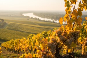 Hrvatska nije prepoznata kao vinska zemlja