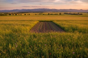 Hrvatska obrađuje samo 30 posto poljoprivrednog zemljišta