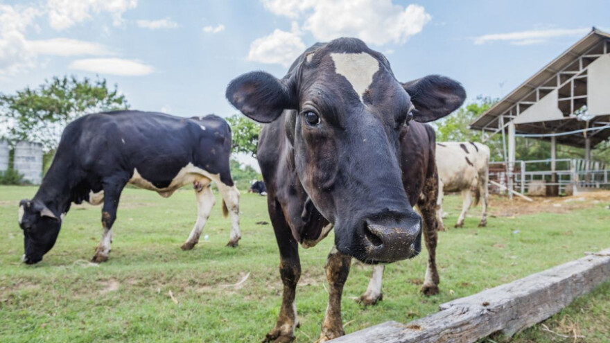 Tolušić: U poljoprivredi imamo kaos koji je nekome odgovarao