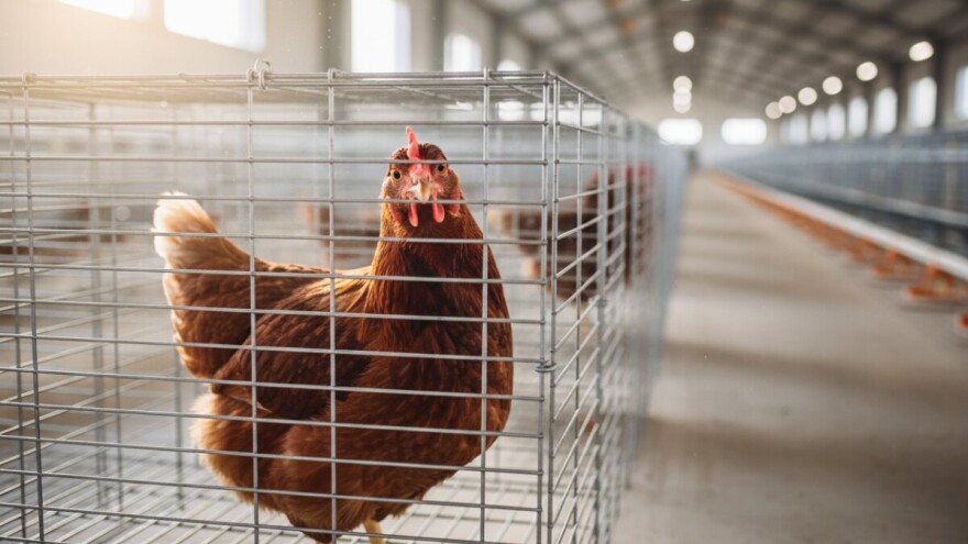 Hrvatska u tri godine treba koke preseliti u veće kaveze