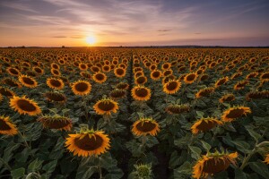 Hrvatska zemlja sunčanih cvjetova