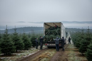 Hrvatske jele na Badnjak će kititi i Danci, Rusi i Britanci