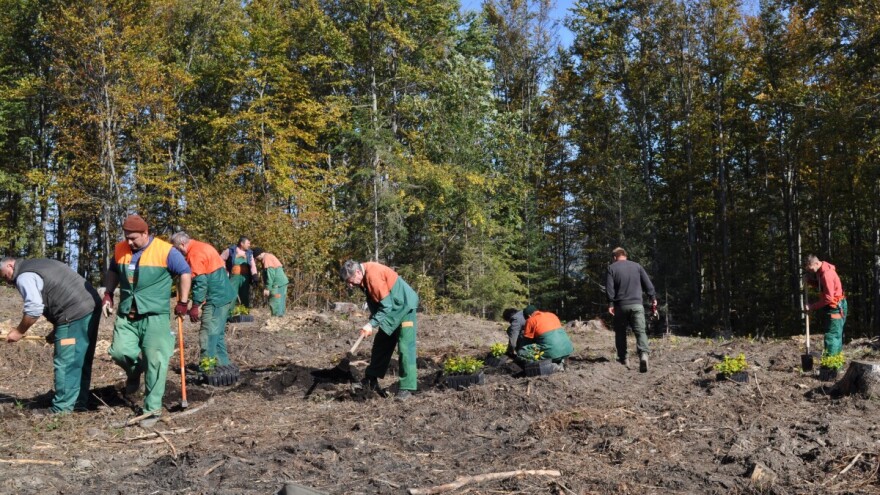 U proljeće prvo posadi drvo: Uključite se u akciju Hrvatskih šuma
