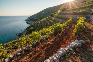 Hrvatski Dingač i na Trumpovoj vinskoj listi