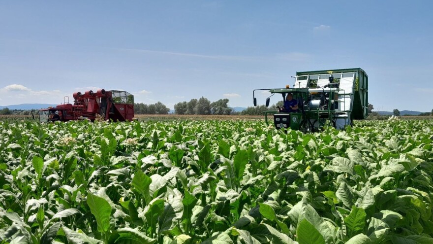 Započeo otkup duhana, očekuje se visoka kvaliteta i prinos