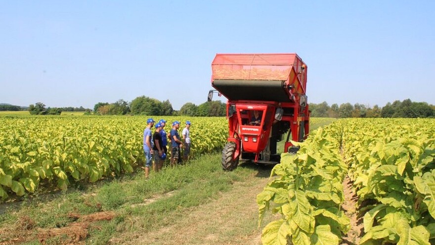 Hrvatski duhani: Ugovori potpisani, u Podravini više površina pod duhanom