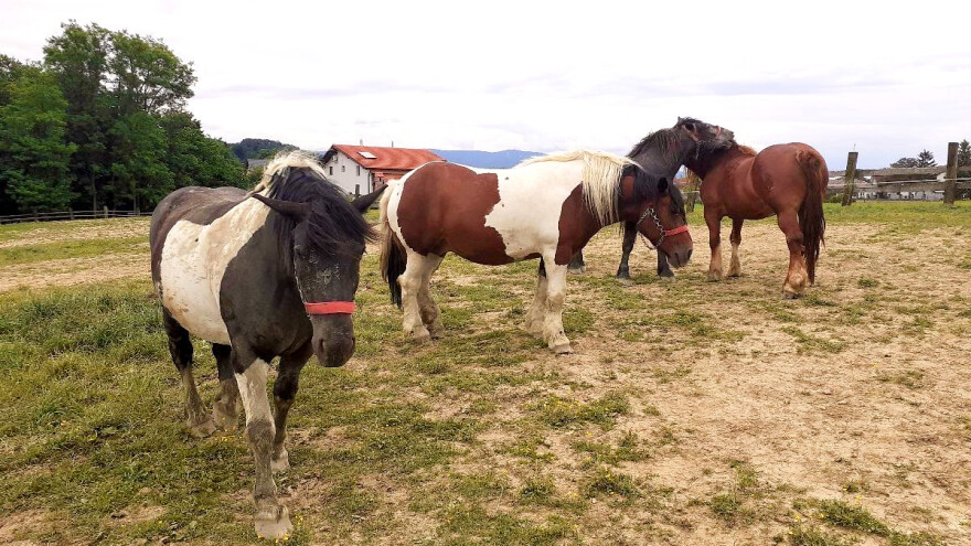 Tradicija vrijedna čuvanja: Hrvatski hladnokrvnjaci Petra Jadeka