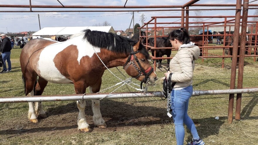 27. Državna konjogojska izložba u Sunji