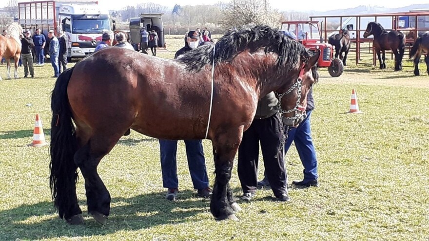 Sektor konjogojstva uvrstit će se u sustav dodjele kvote za plavi dizel