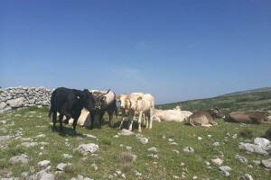 Udruga Hrvatski krški pašnjaci: Dosta je širenja dezinformacija