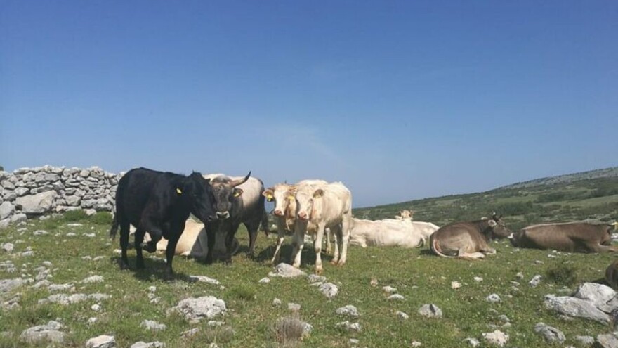 Udruga Hrvatski krški pašnjaci: Dosta je širenja dezinformacija